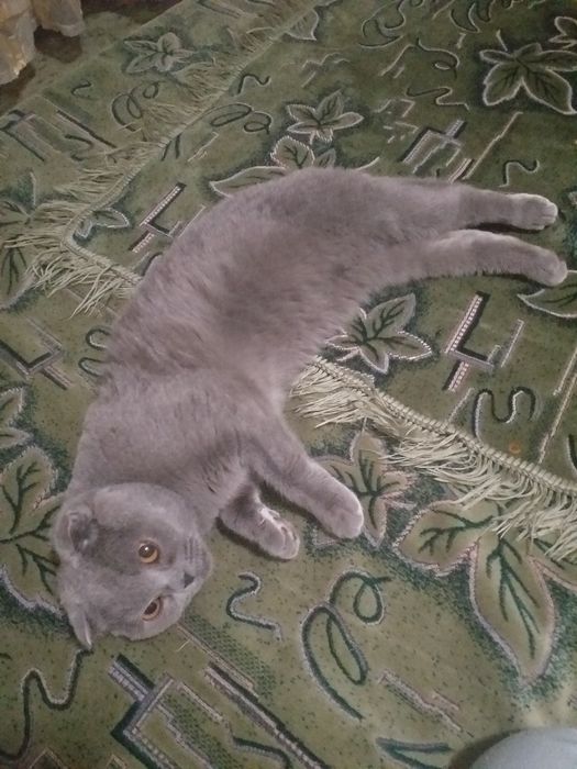 Вязка  Котов. вислоухие, британцы