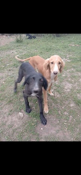 Тазы кушуктер сатлады