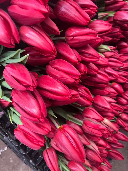 Беларусь тюльпаны премиум качество