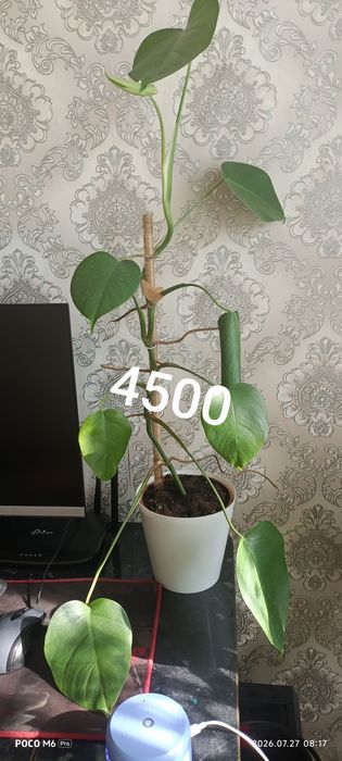 Продам комнатные цветы