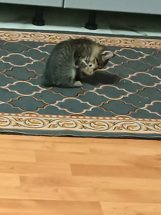 Отдам котят в добрые руки