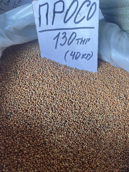 Овёс в мешках Костанай