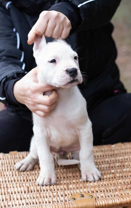 Dog Argentinian 10 saptamani