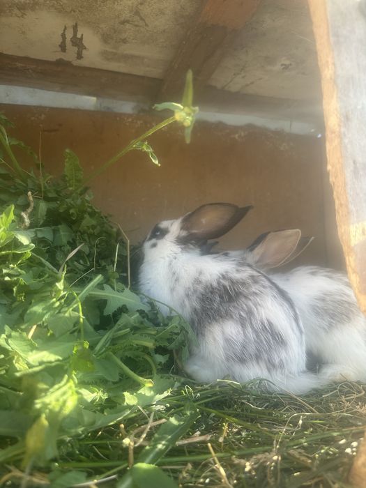 Vand iepurasi de 1 luna jumate