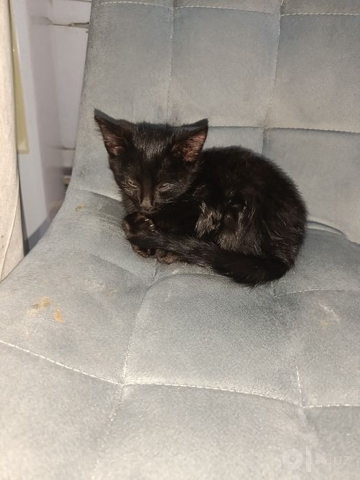 Бесплатно котенок