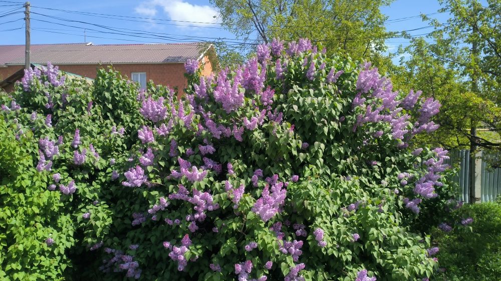 Продаём Сирень по хорошей цене