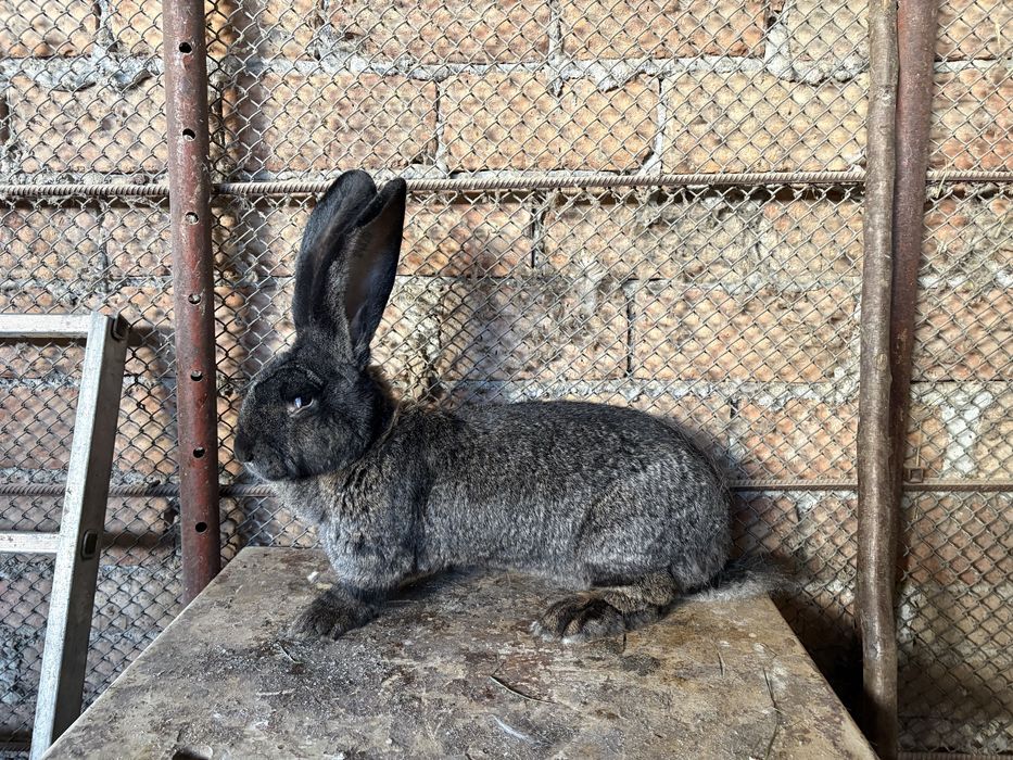 Vand iepuroaica urias german de 11 luni gestanta