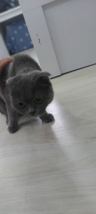 Кошка Веслоухая мама ребёнок