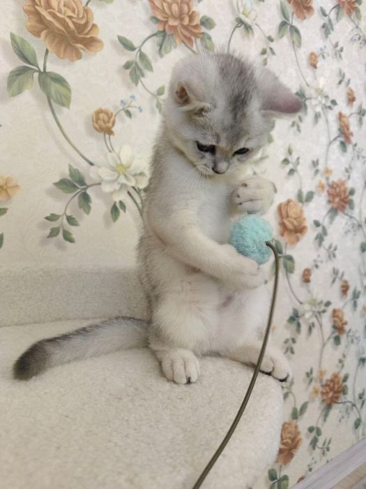 Продается котенок игривый любит ласку