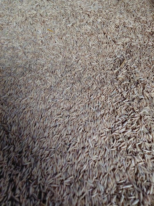 Vând ovăz producție 2025