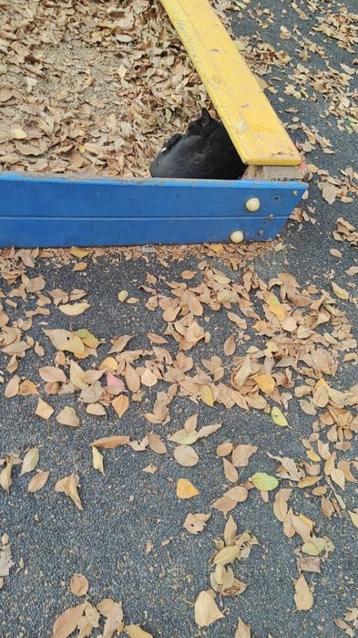 Кошка срочно ищет дом