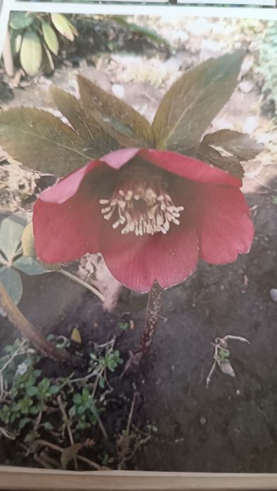 Многолетние цветы для вашей дачи