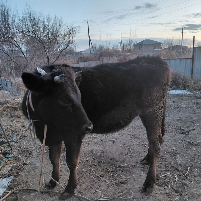 Не стельная тёлка (немка).