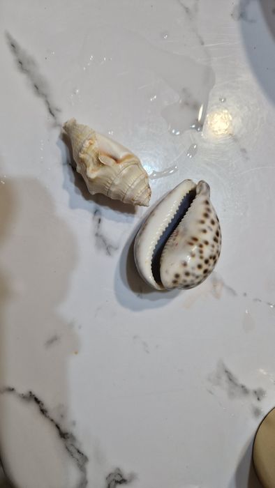 Продам ракушки для аквариума