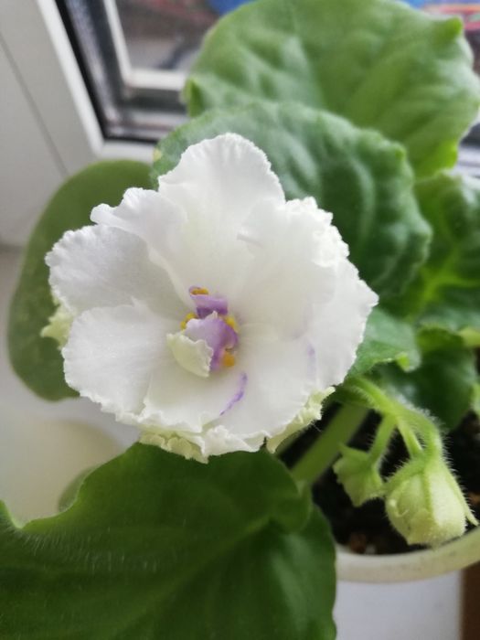 Продам комнатные цветы