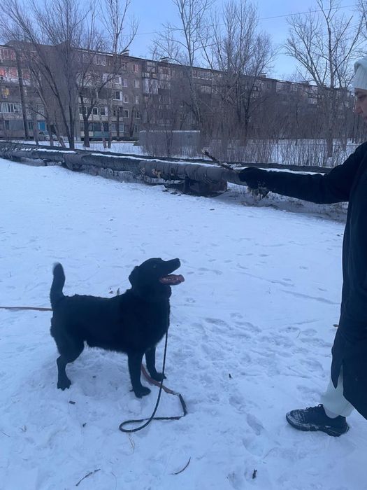 Сабока животное.