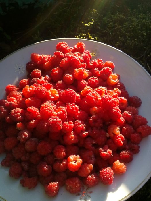 Продам дачу в обществе ,,Легенда,, оз.Пё