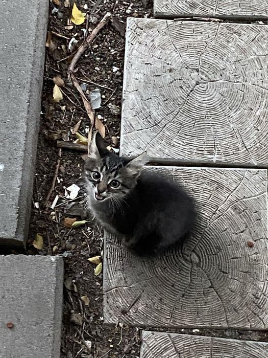 Срочно дом котенку!