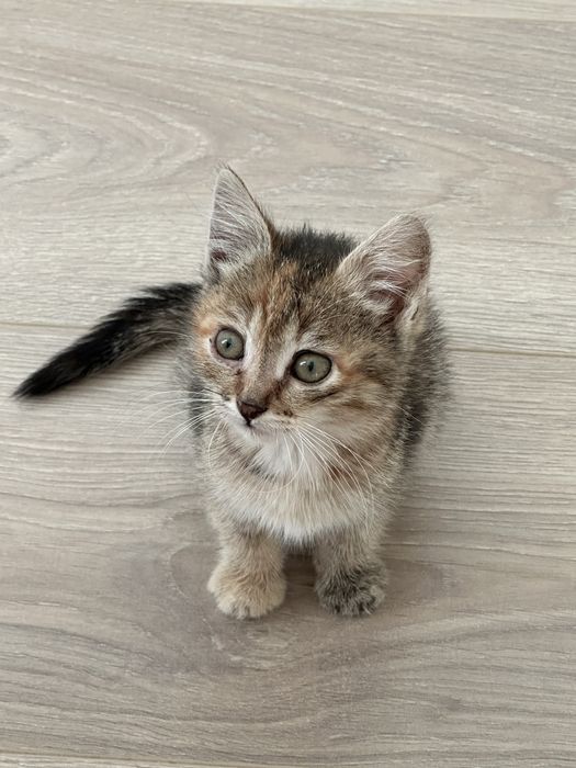 Отдам котенка в добрые руки