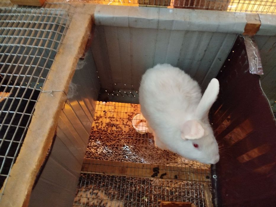Кролики породисты Куёнлар сотилади