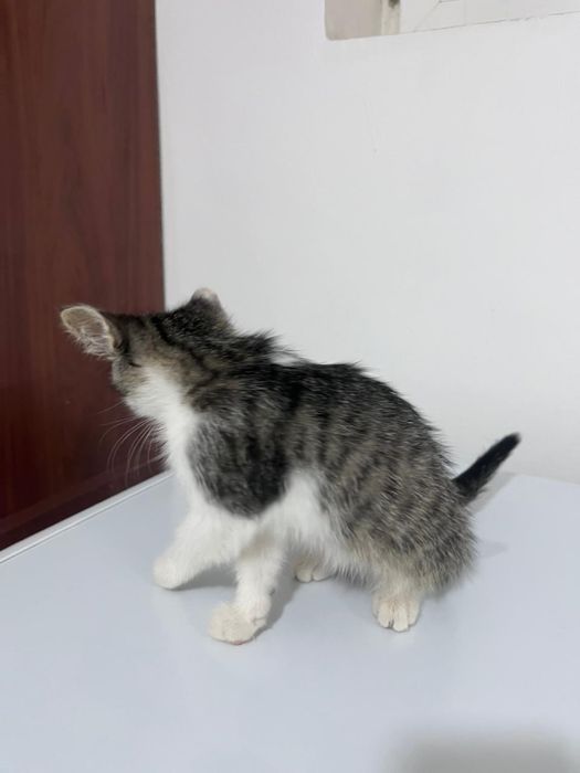 котенок без породы
