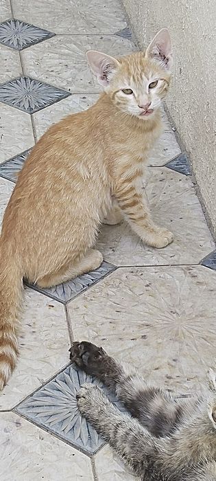 Продаю котят  3 месяца приучены к лотку