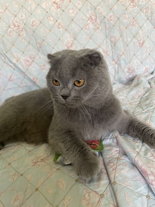 Шотландская Вислоушка Гладкошерстая