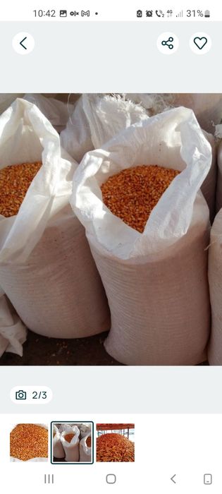 Vând porumb an 2025