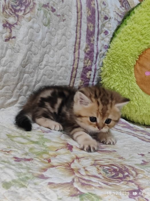 Продается мальчик Скоттиш фолд