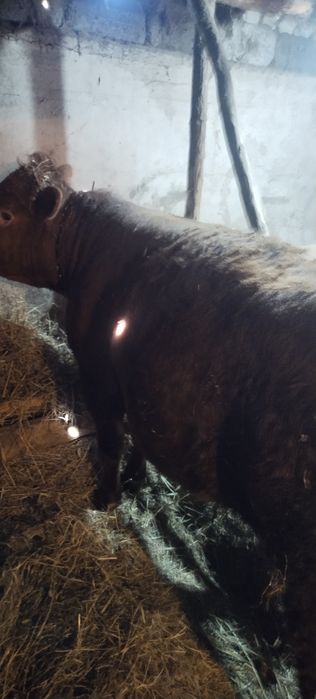 Продам двух быков с откорма