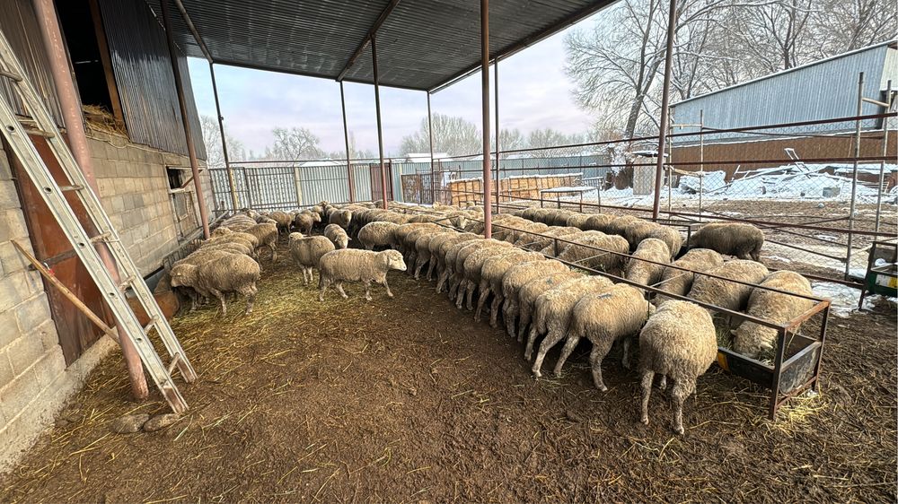 Кой саулык 120 бас семиз меринос