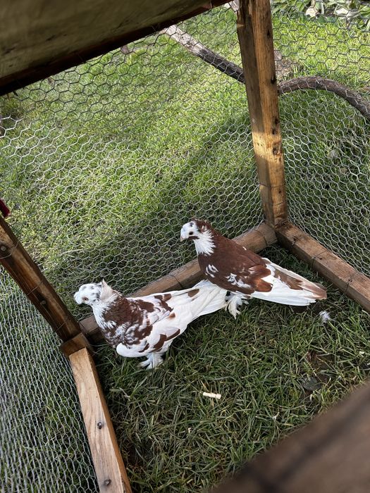 Porumbei diferite rase