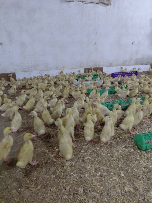 Все птица в наличии Башкирия