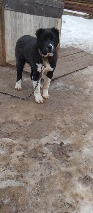 Алабай, тобет, сао