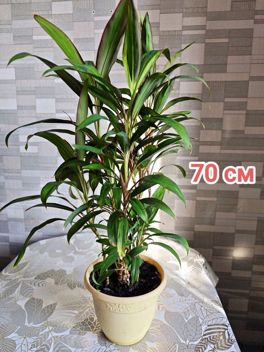 Разные комнатные цветы