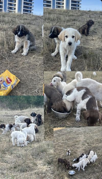 Cățeluși spre adopție