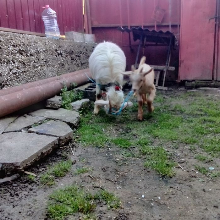 De vânzare!  Căprițe!