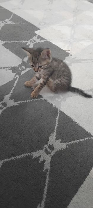 Отдам даром прекрасных котят