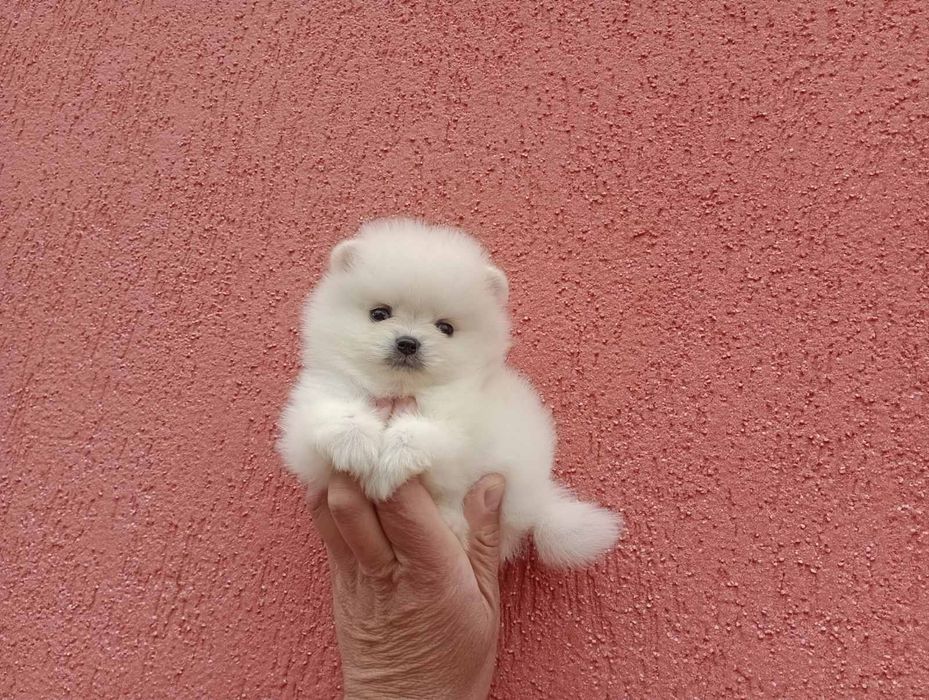 Мини Померанчета!