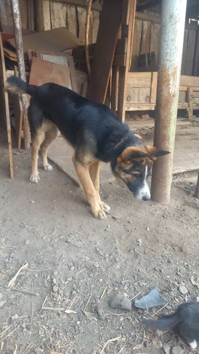 Продам сабак овчарка