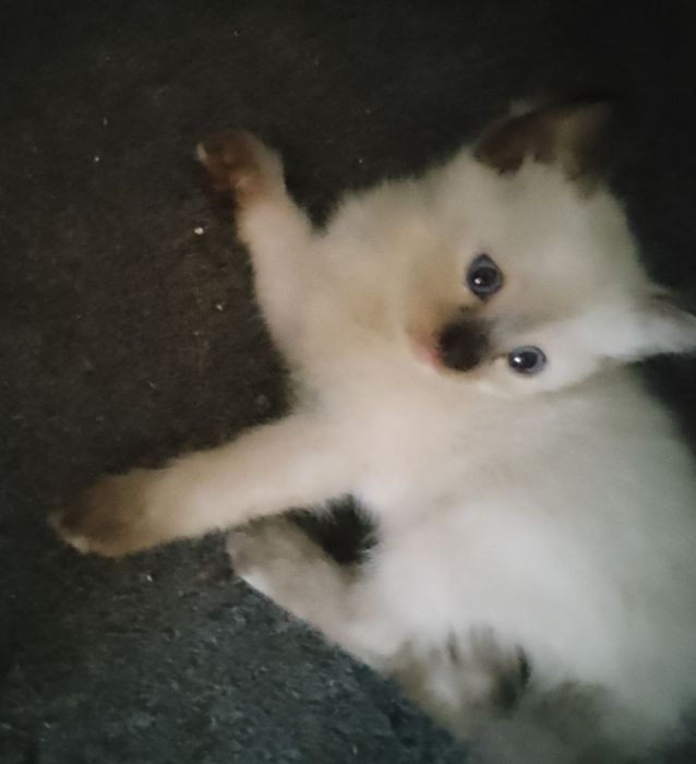 Продаются котятки