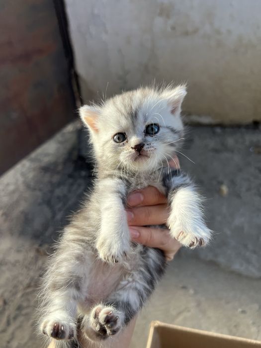 Котенки. Шатлантский