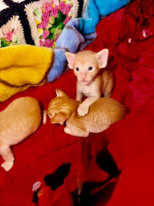 Ориентальные котчта