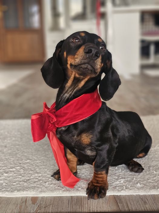 Cățelușă teckel de 6 luni – prietenoasă, jucăușă și iubitoare