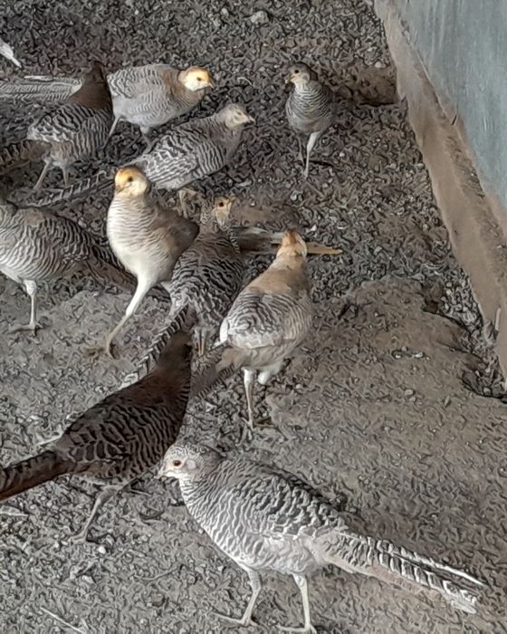 Продам лимонных фазанов парами