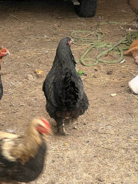 Қара брамалар сатылады