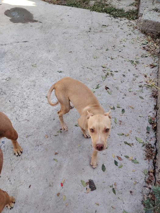 Продам Американского питбультейера!