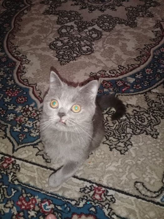 Продаётся Скоттиш Страйт мальчик