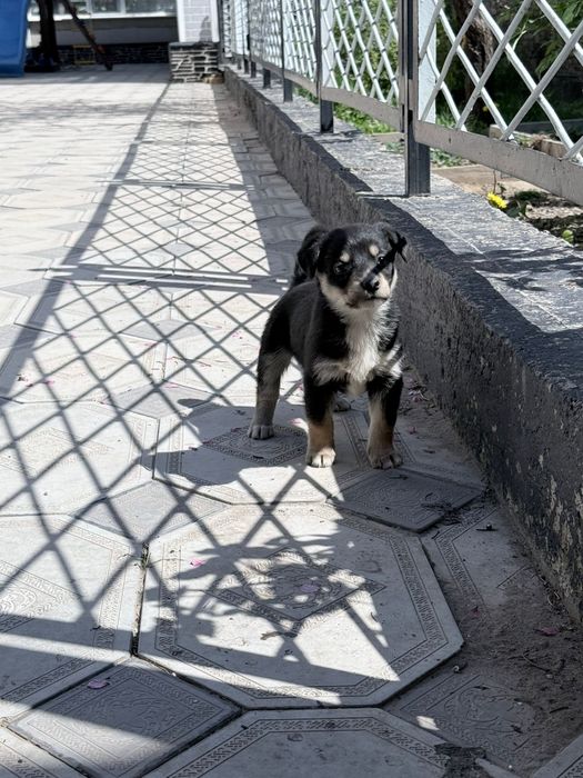 Отдам бесплатно кандектерьера