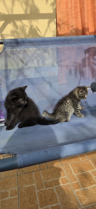 Adopție doi pisoiasi